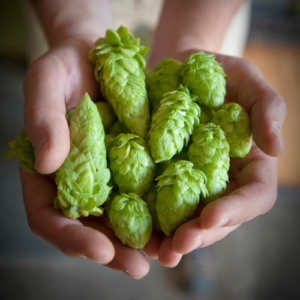 Экстракт шишек хмеля жидкий